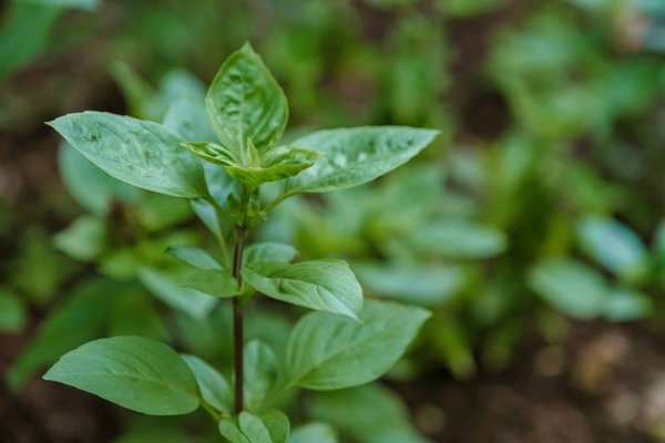 Come progettare un efficiente sistema di recupero e riutilizzo delle acque grigie in una casa ecologica?